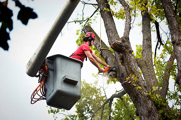 Best Commercial Tree Services  in Lady Lake, FL